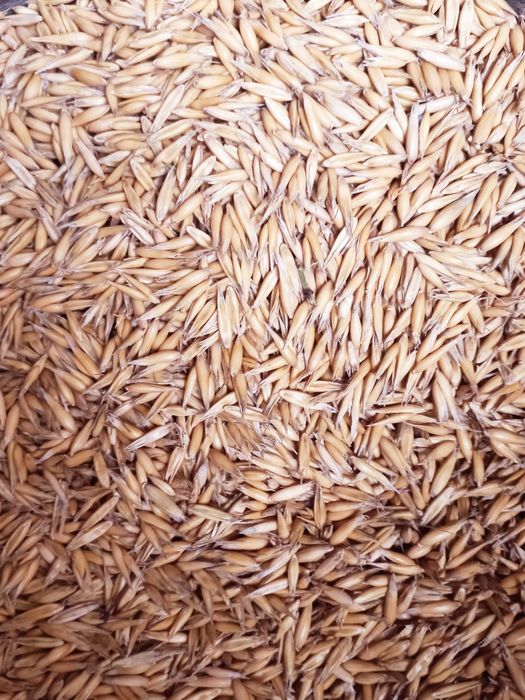 Продам хороший овес 25т