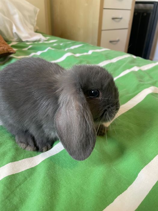 coelho anão 6 meses
