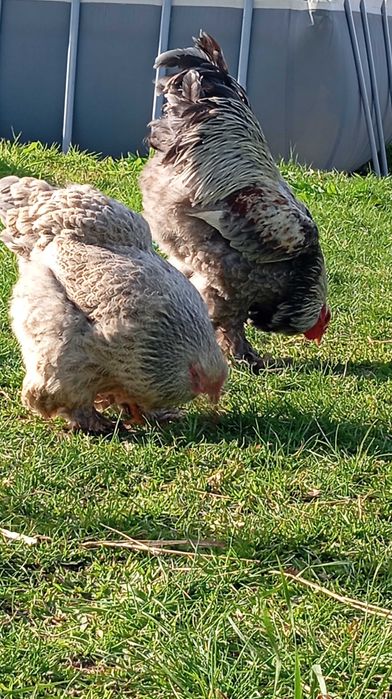 Brahamas ovos para incubação