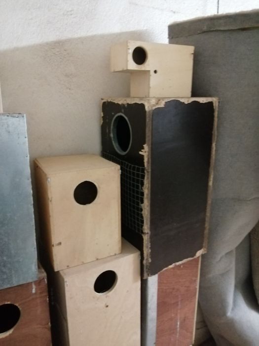 Vários ninhos pássaros