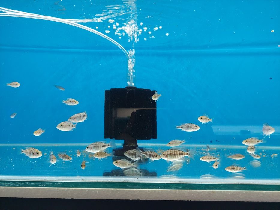 Aulonacary Red Empress