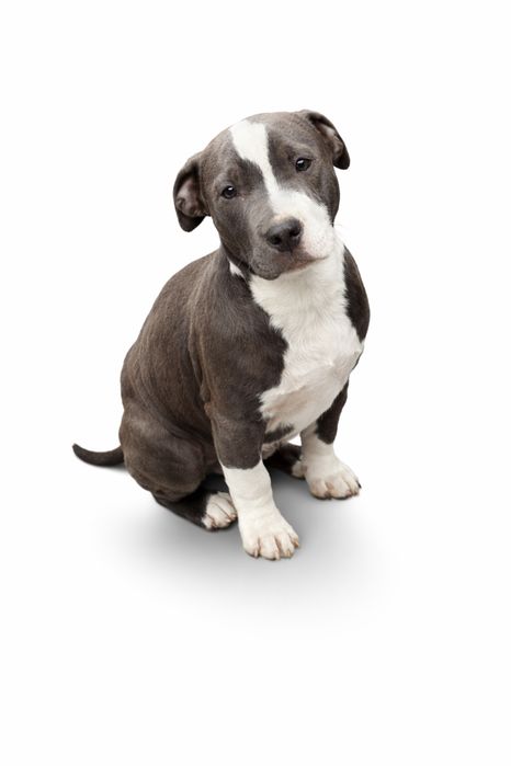 Piesek amstaff blue