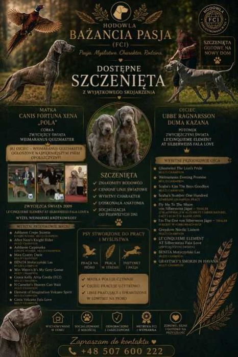 Wyżeł weimarski krótkowłosy