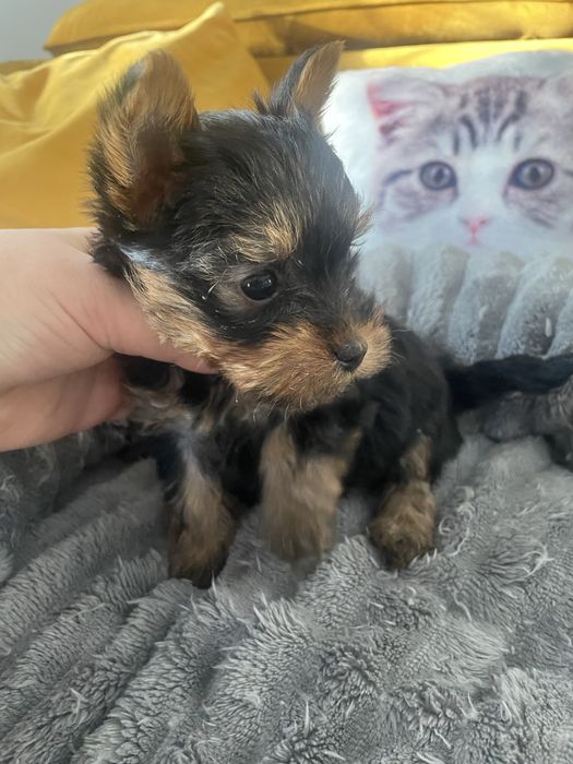 Suczka york yorkshire cudna xxs miniaturka mini