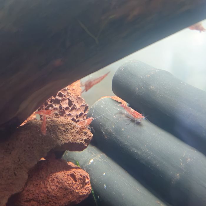 Neocaridina red cherry