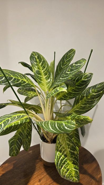 Aglaonema Key Lime
