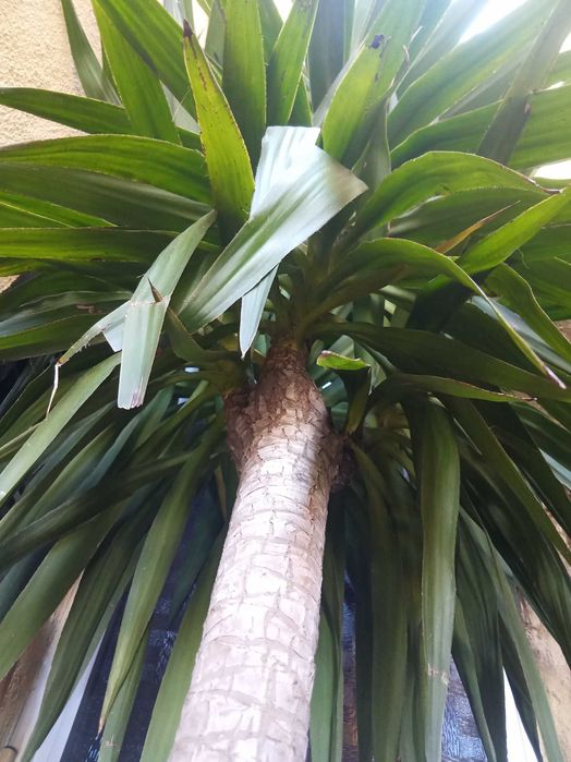 Yucca Elephants Planta 2M50CM