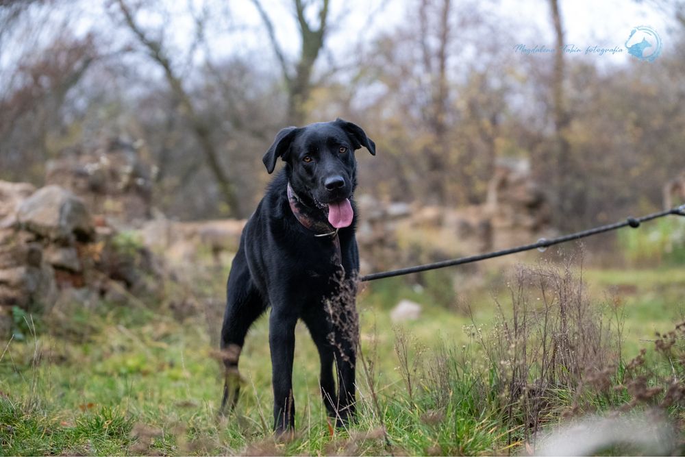 Czarny, radosny labrador. Duży pies w schronisku dla zwierząt. Adopcja