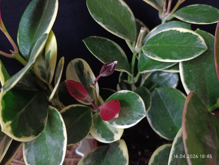 Hoya Australis Blondie