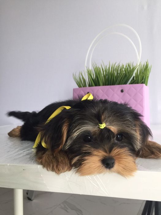 Йорки неймовірні