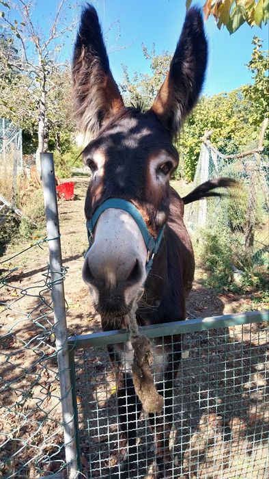 Burro Mirandes inscrito.