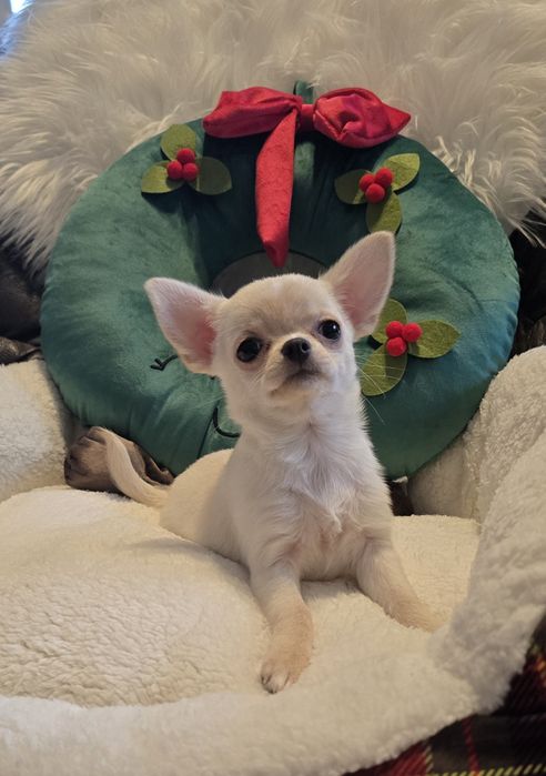 Chihuahua krótkowłosa