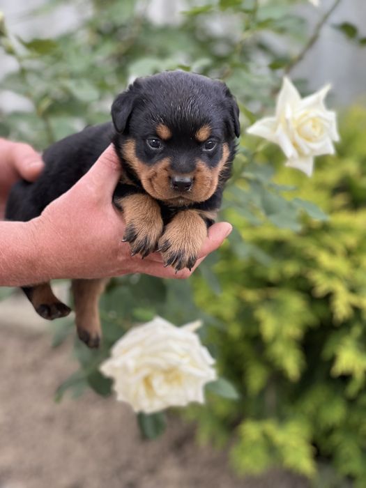 Шикарные щенки ротвейлера