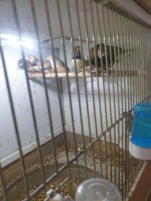 Zeberki mlode samce i samiczki