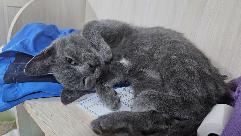 Котенок шотландський чтстокровний