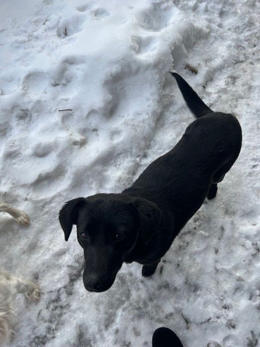 Шукаєш вірного друга і водночас надійного охоронця?