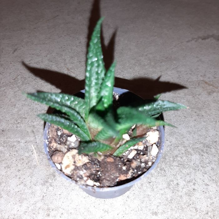 Aloes, haworthia, Gasteria różne