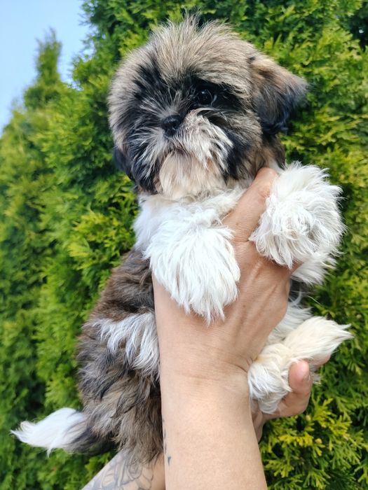 Piękny Shih Tzu z rodowodem