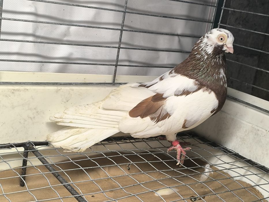 Gołębie zamojskie czerwono rabe, zmienniaki