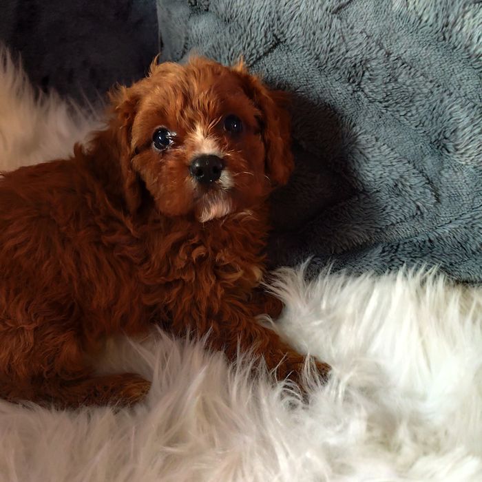 Cavapoo f1 chłopak*małopolska