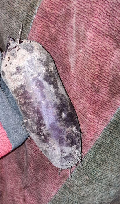 Buraki paszowe ,marchew