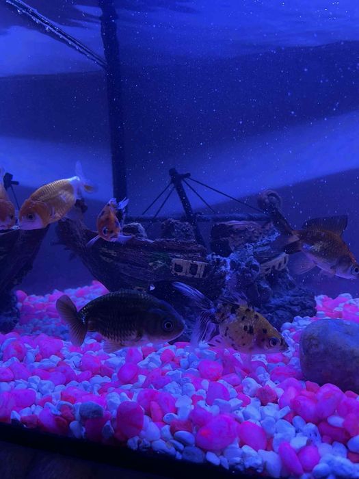 Akwarium z akcesoriami