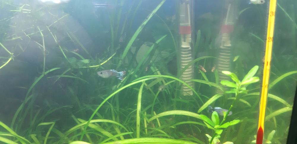 Vendo guppys cruzados de blue grass