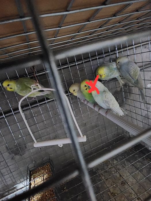 Piriquitos australianos arco íris mutações de 2025