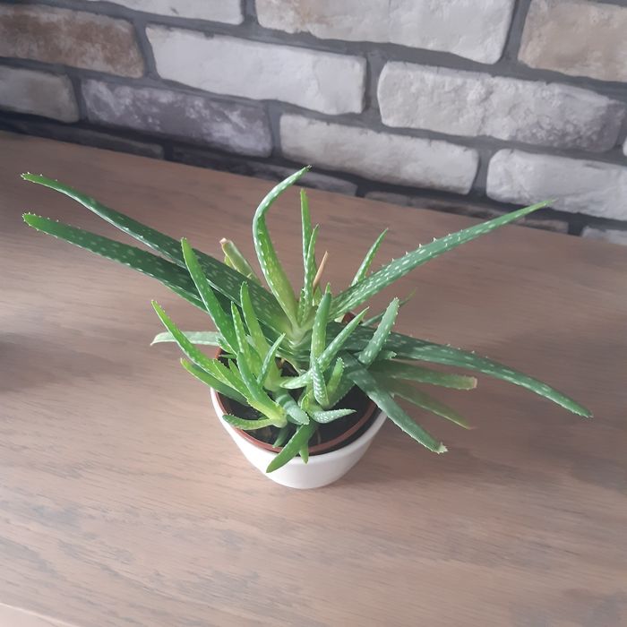 Kwiatek Aloes Aloe vera