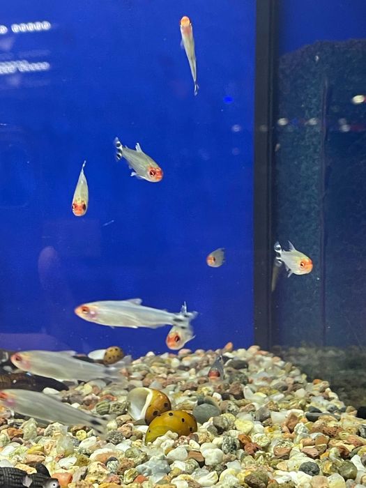 Zwinnik czerwonousty RODOSTOMUS