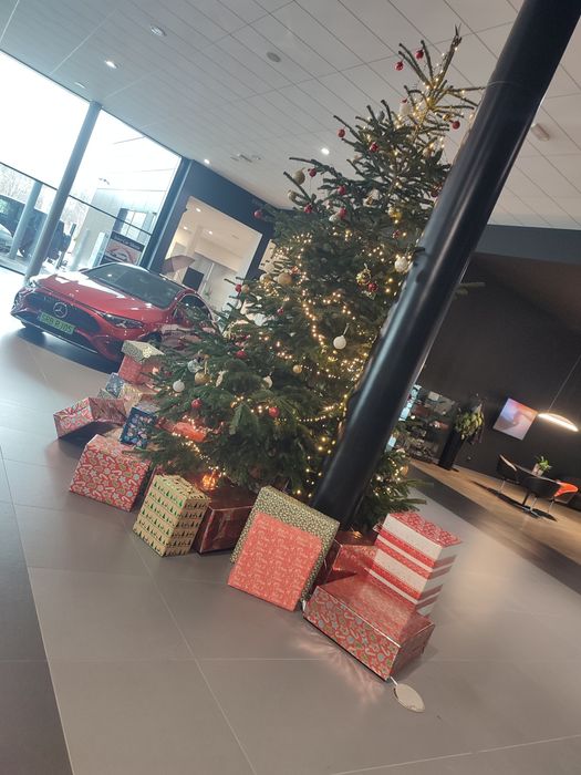 Żywe Choinki Rybnikhurt