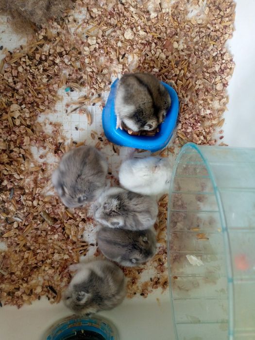 Джунгарскией хомяк