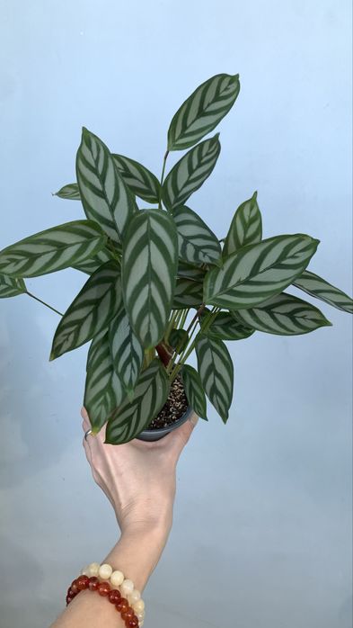 Продам Ктенанту Сетоза