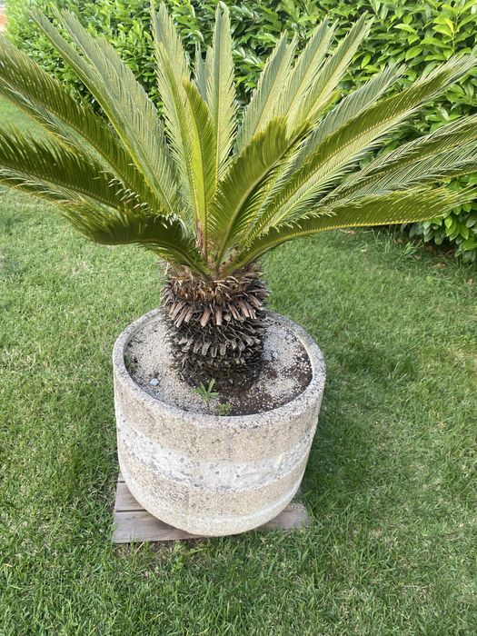 Plantas de jardim adultas em vaso de cimento.