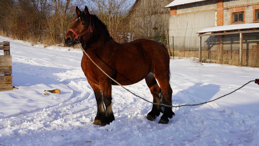 Klacz zimnokrwista typ sokólski, 6 lat, źrebna