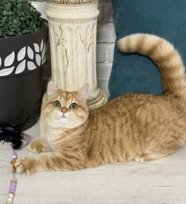 Британський котик