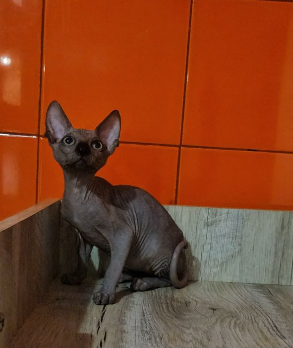 Мальчик чёрный канадський