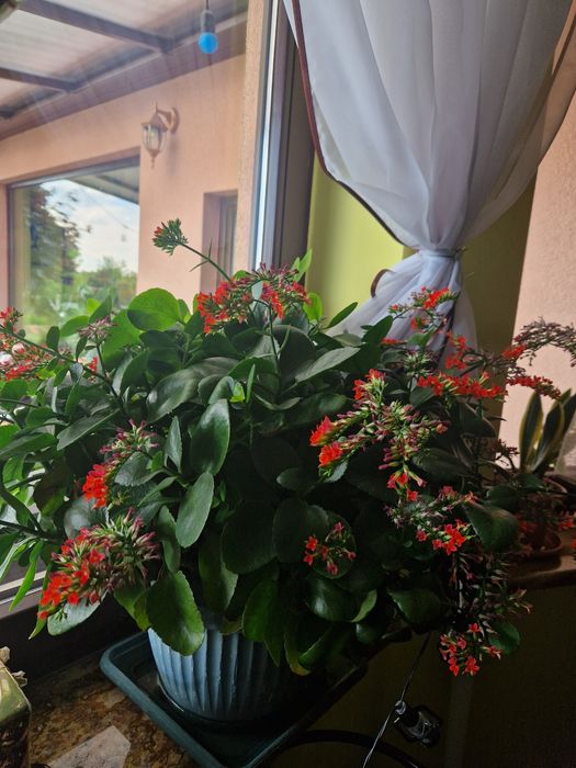 Kalanchoe kwiat kwiatek