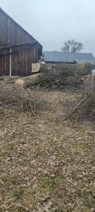 Olbrzymia kłoda dęba