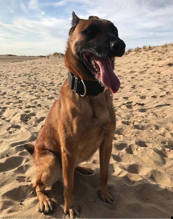 Цуценята бельгійської вівчарки(малінуа)