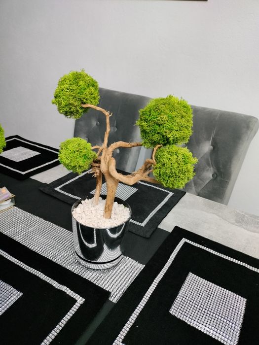 bezobsługowe drzewko z mchu chrobotka bonsai