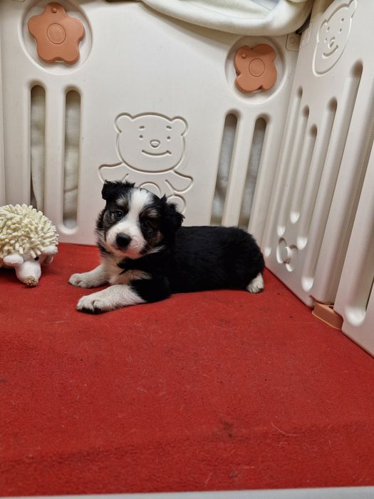 Border Collie suczka tri color