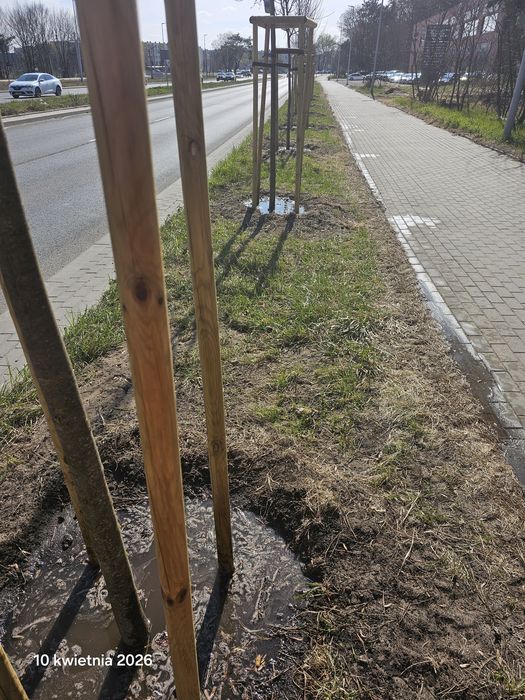 Nasadzenia Drzew krzewów