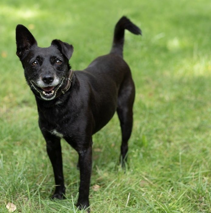 Stella-czeka na dom..