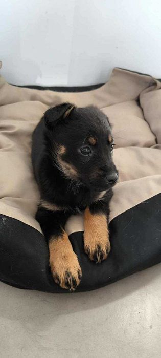 Dwie małe sunie- kundelki-  szukają swoich domków.