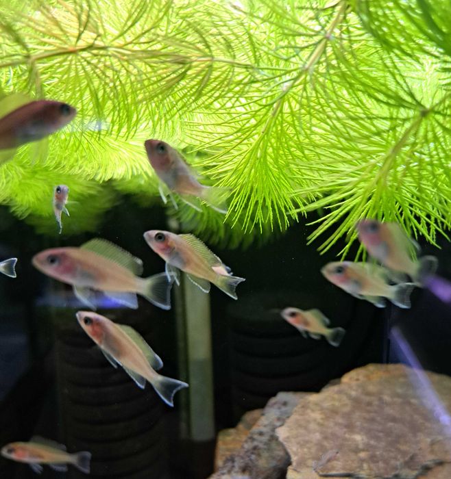 Księżniczka z Zambii (piękna), Neolamprologus pulcher, Tanganika