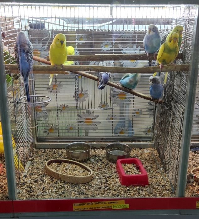 Пацючки, пацючки маленьки