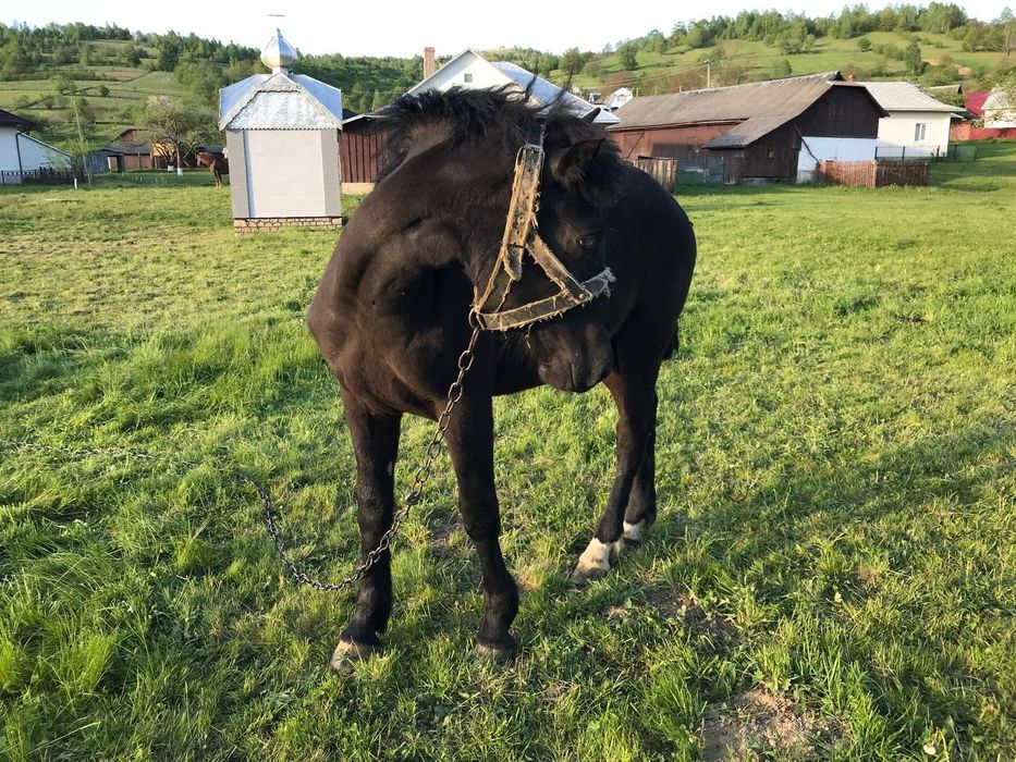 Лошичка чорна 10 міс
