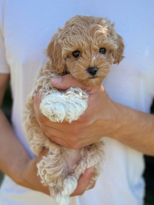 Мальтіпу дівчинка. Хлопчик. Мальтипу міні