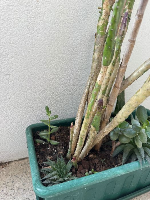 Vaso com cactos e suculentas – Diversas espécies